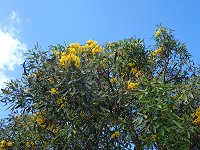 �V���o�[�g�����y�b�g�c���[